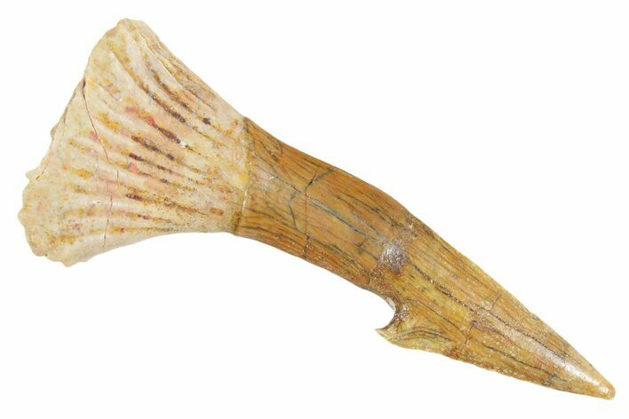 Bargain, Fossil Sawfish (Onchopristis) Rostral Barb - Morocco #356404